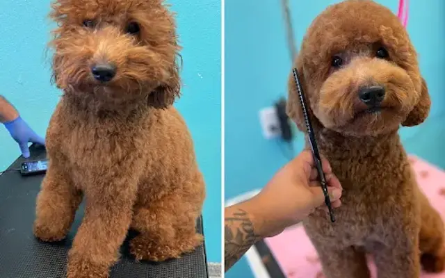 Simply Pawsitive In-home Grooming in Lewisville, TX