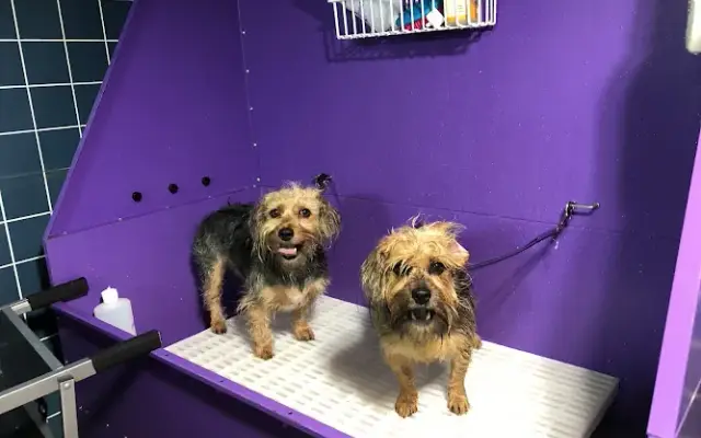 Hair Of The Dog Grooming Salon in Gravois Mills, MO