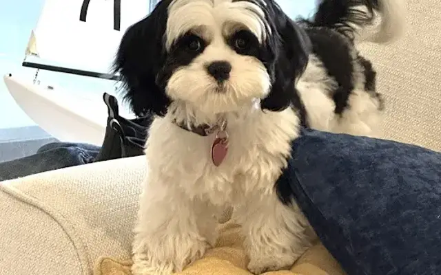 Paw-Paw Patch Pet Grooming LLC in Naples, FL