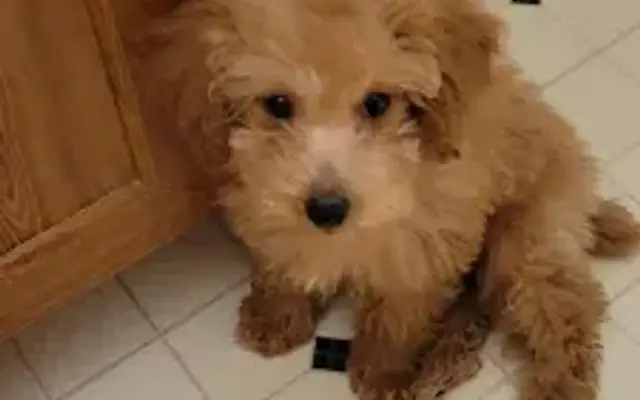 Painted Poodle in Clanton, AL