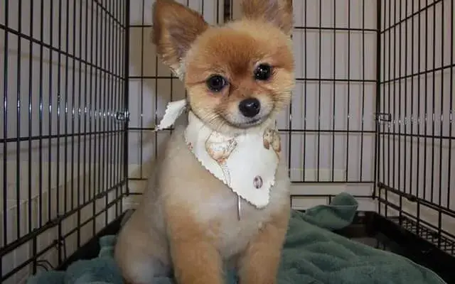 Something To Bark About in Salem, IL