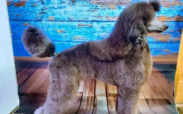 Paw boss malakoff in Malakoff, TX
