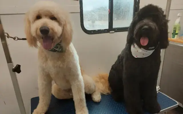 Blue Ribbon Mobile Dog Grooming in Moore, OK