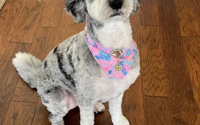 Patitas & Wet Noses Mobile Grooming in Conroe, TX