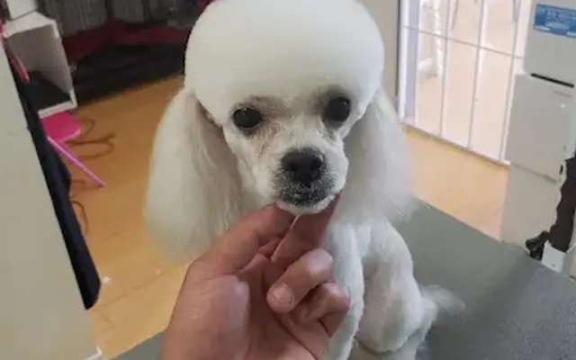 Professional Groom Room in Northridge, CA