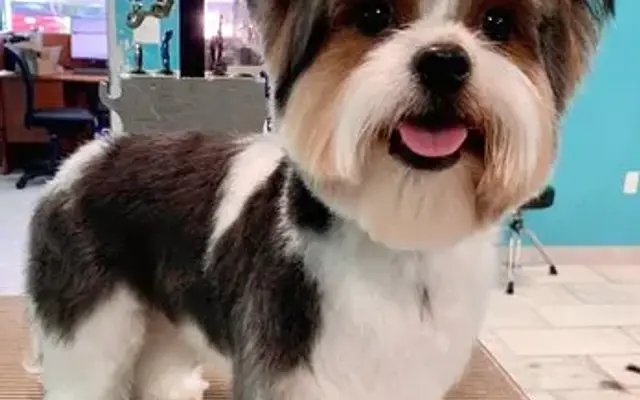 The Posh Pet Grooming Salon in San Ramon, CA