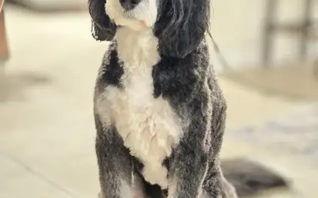 American Service K9s LLC in Leander, TX