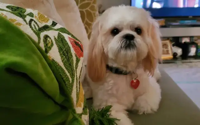PetSmart Grooming in Cherry Hill Township, NJ