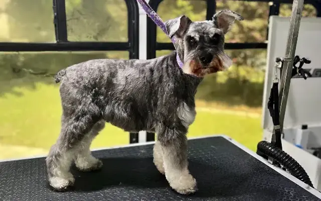 PetExpress Mobile Grooming, LLC in Crestview, FL