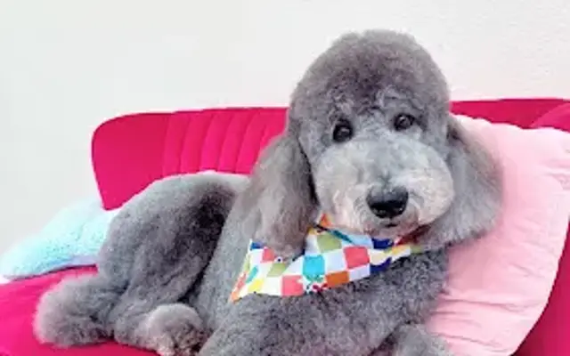 Cat The Dog Groomer in Brownwood, TX