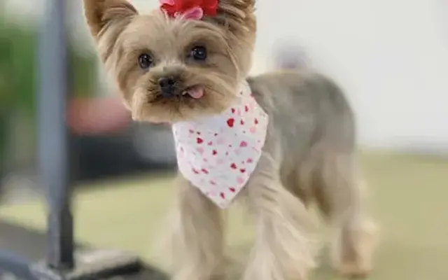 The Dog Stylist in Porterville, CA