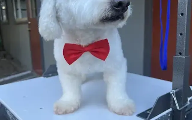 Pawsh Paws Pet Care in Alameda, CA
