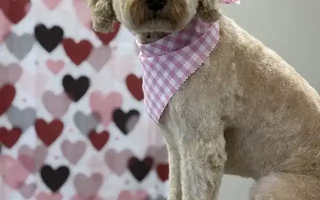 Canine Creations in Doon, IA