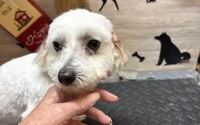 Martha's Pet Grooming and Boarding in Paris, TX