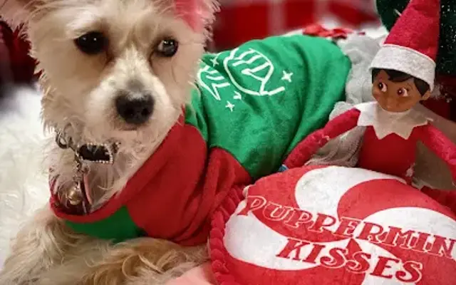 Ty-D Pet Grooming (Mobile Dog Grooming) in Detroit, MI