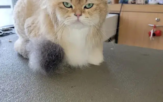 The Fabulous Feline in Sacramento, CA