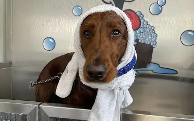 Zoeys Pet Wash in Mount Joy, PA