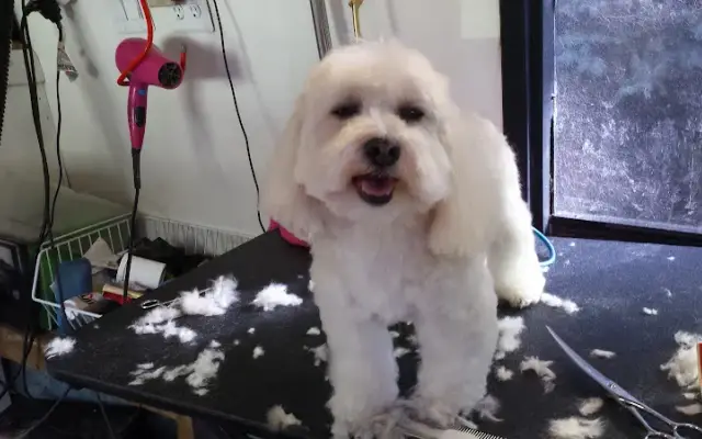 Hall of Fame Mobile Grooming in Cedar Springs, MI