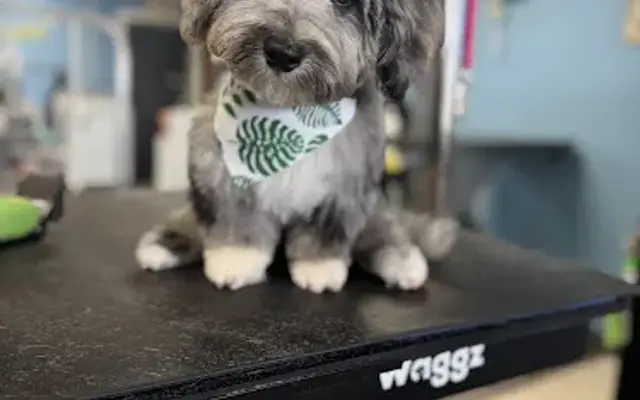 Pet Pals in Auburn, MI
