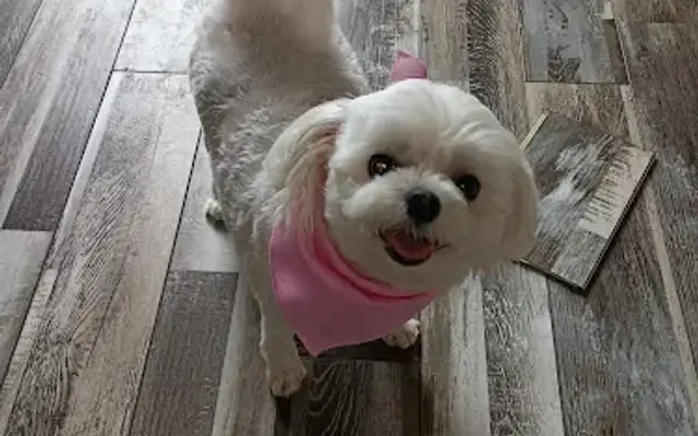 Doggy Style Grooming in Mt Vernon, GA