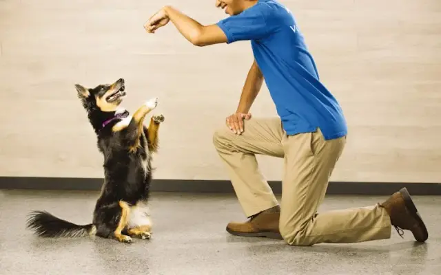 PetSmart Grooming in Vienna, VA