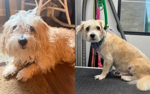 Bark Gang Grooming in Maple Heights, OH