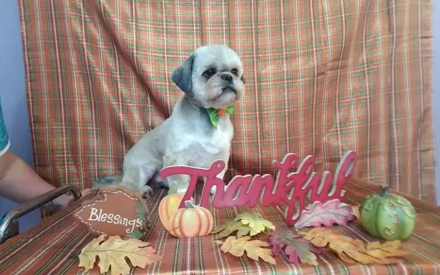 TransFURmations Pet Spa in Reidsville, NC