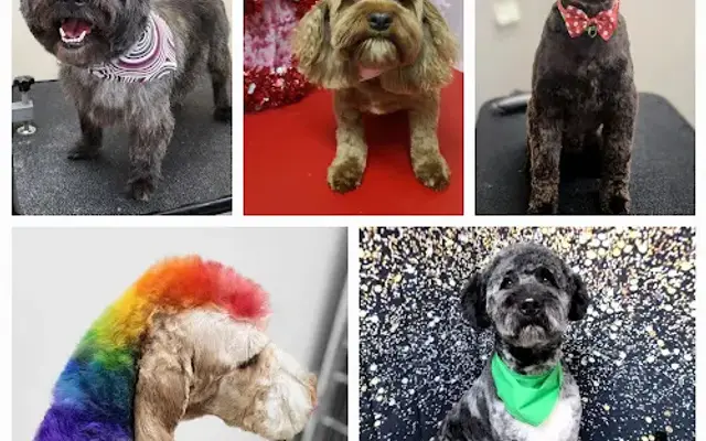 Kat's Pet Grooming in Atwater, MN