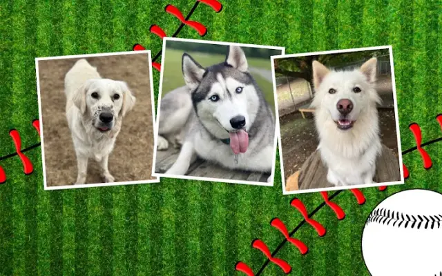 Fenway Bark Dog Resort in Clinton, MA