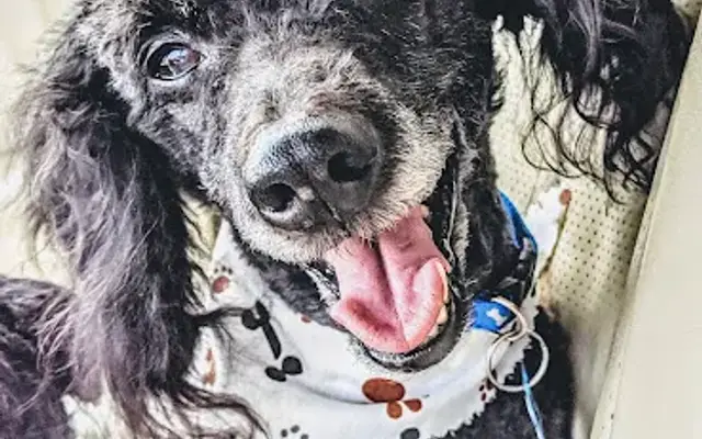 Watkins Pets & Grooming in Batesville, MS