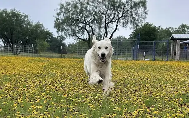 Barkingham Palace Pet Resort in Marble Falls, TX