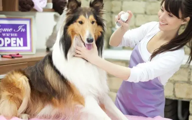 All About Dog Grooming in Coweta, OK