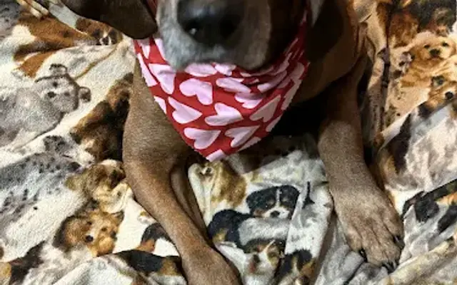Handsome Hounds Grooming LLC in Kentwood, MI
