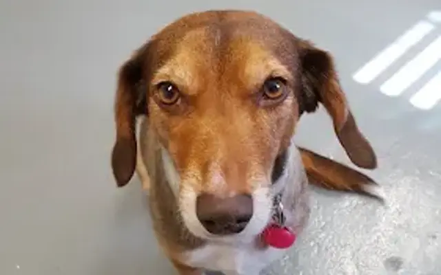 Good Dog Legacy LLC in Covington, LA