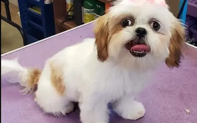 Valhalla Grooming in Temple, TX
