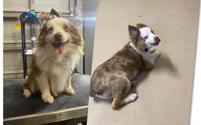 Furr Babies Grooming in Seminole, FL