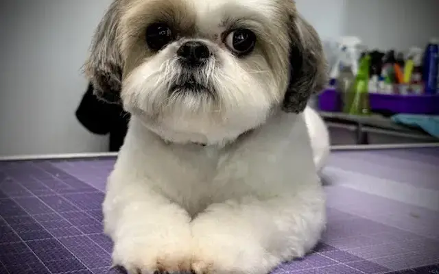 HiCaliber Mobile Pet Spa in Bertram, TX
