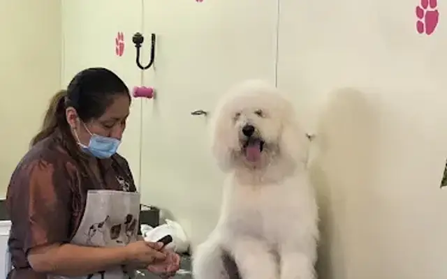 Happy D's Pet Spa & Salon in Corona Del Mar, CA