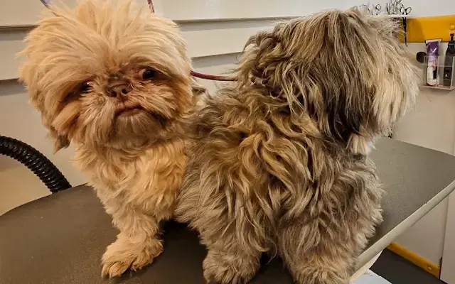 The Dog Barber (Mobile Dog Grooming) in Payson, UT