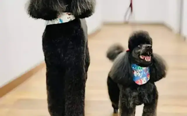 Elite Doggy Spa Pet Grooming in Glenwood, IL