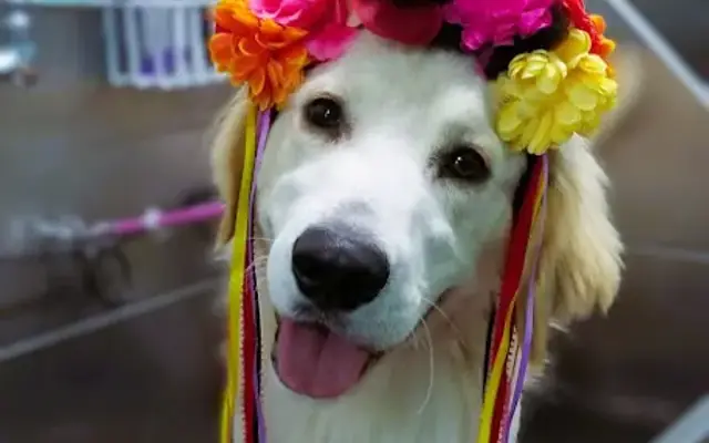 My Pretty Puppy in Cypress, CA