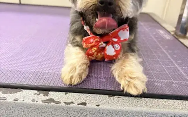 Styles For Miles Mobile Grooming in Flowery Branch, GA