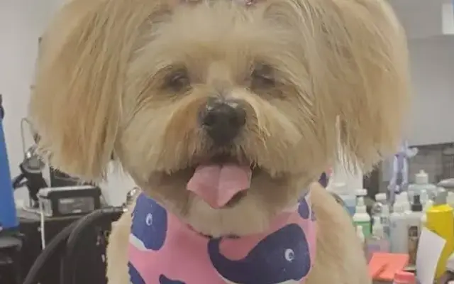 Hollywood Grooming, LLC in Swedesboro, NJ