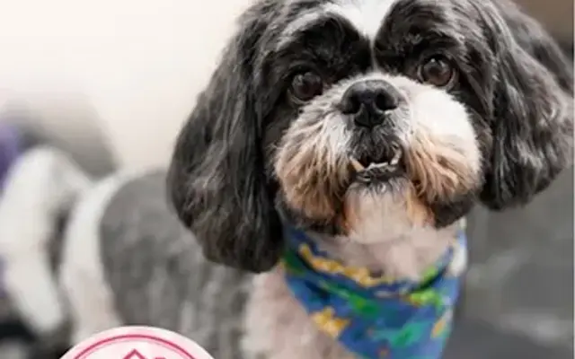 FreshFur house call grooming in Deerfield Beach, FL
