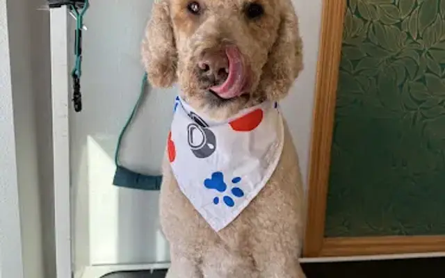 Dirty Paws Grooming LLC in Rothschild, WI