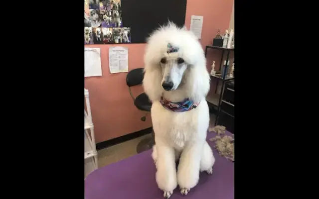 Galaxy Grooming in North Las Vegas, NV