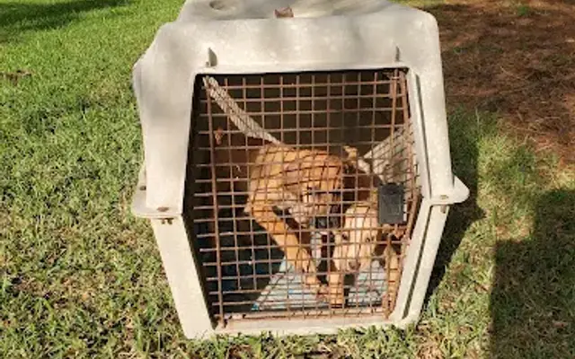 Washington County Animal Hospital in Sandersville, GA
