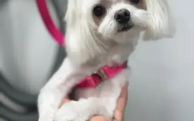 Zoomin Groomin in Oviedo, FL