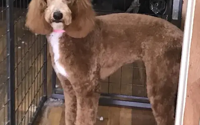 Shannon's Professional Pet Grooming in Jackson, MI