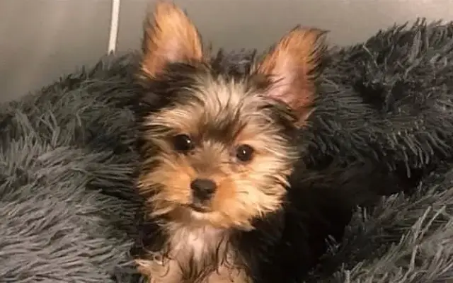 Doggy Dog World Inc in Brooklyn, NY